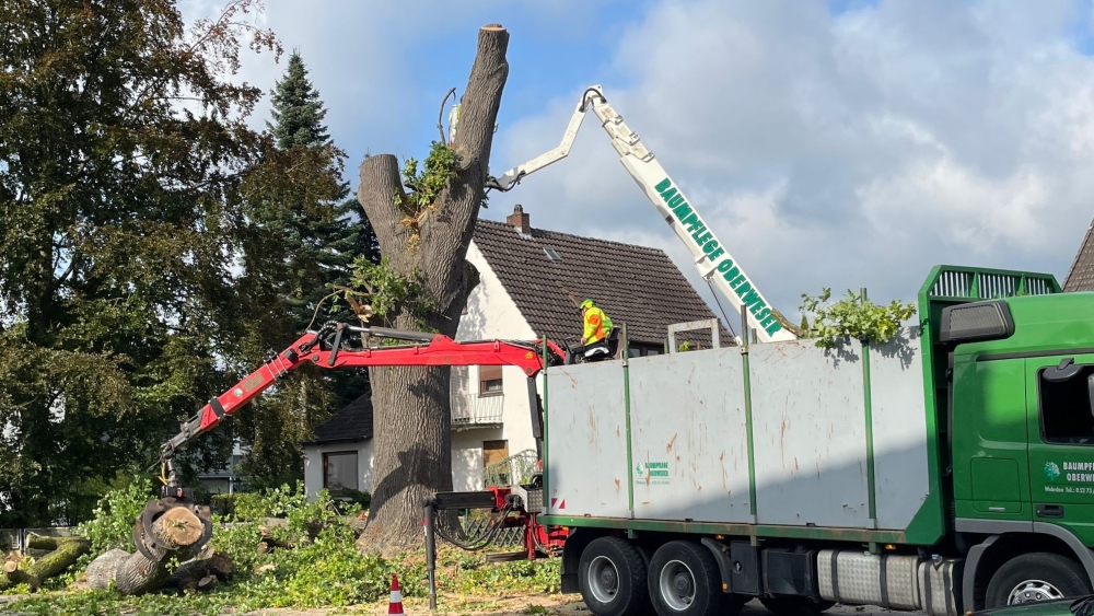 Fällung der Friedenseiche